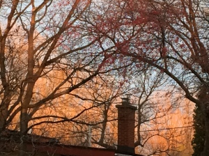A fiery November morning sky over my neighbourhood.